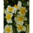 Kép 1/3 - Helianthemum 'Cornish Cream' - Napszem (halványsárga sötét szemmel)