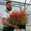 Kép 2/5 - Helianthemum 'Fire Dragon' - Napvirág Megyeri Szabolcs