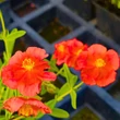 Kép 3/4 - Helianthemum 'Fire Dragon' - Napvirág (narancspiros, sárga középpel)