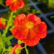 Kép 2/4 - Helianthemum 'Fire Dragon' - Napvirág (narancspiros, sárga középpel)