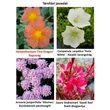 Kép 2/2 - Helianthemum 'Fire Dragon' - Napvirág (narancspiros, sárga középpel)