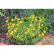 Kép 2/6 - Helianthemum 'Golden Queen' - Napvirág (aranysárga virág, zöld lomb)