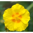 Kép 5/6 - Helianthemum 'Golden Queen' - Napvirág (aranysárga virág, zöld lomb)