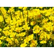 Kép 4/6 - Helianthemum 'Golden Queen' - Napvirág (aranysárga virág, zöld lomb)