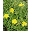 Kép 1/6 - Helianthemum 'Golden Queen' - Napvirág (aranysárga virág, zöld lomb)