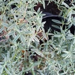 Kép 3/3 - Helianthemum hybrid 'Victoria Hybrid' – Napvirág