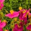 Kép 2/3 - Helianthemum hybrid 'Victoria Hybrid' – Napvirág