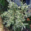 Kép 1/3 - Helianthemum hybrid 'Victoria Hybrid' – Napvirág