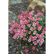 Kép 3/7 - Helianthemum 'Raspberry Ripple' - Napvirág (sötét rózsaszín fehér folttal)