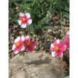 Kép 1/3 - Helianthemum 'Raspberry Ripple' - Napvirág (sötét rózsaszín fehér folttal)