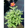 Kép 3/4 - Helianthemum 'Red Dragon' - Napvirág