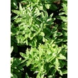 Kép 2/4 - Helianthemum 'Red Dragon' - Napvirág