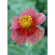 Kép 4/4 - Helianthemum 'Red Dragon' - Napvirág
