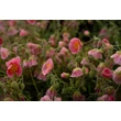 Kép 2/5 - Helianthemum 'Rhodanthe Carneum' ('Wisley Pink') - Napvirág