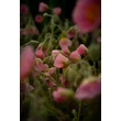 Kép 3/5 - Helianthemum 'Rhodanthe Carneum' ('Wisley Pink') - Napvirág