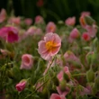 Kép 1/5 - Helianthemum 'Rhodanthe Carneum' ('Wisley Pink') - Napvirág