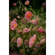 Kép 4/5 - Helianthemum 'Rhodanthe Carneum' ('Wisley Pink') - Napvirág