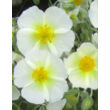Kép 1/2 - Helianthemum 'Snow Queen' ('The Bride') - Napvirág (fehér virág sárga szemmel)