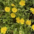 Kép 1/6 - Helianthemum 'Sterntaler' – Napvirág
