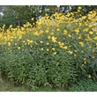 Kép 2/6 - Helianthus atrorubens