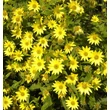 Kép 5/6 - Helianthus atrorubens