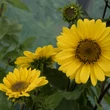Kép 2/5 - Helianthus decapetalus 'Capenoch Star' - Sokvirágú napraforgó