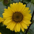 Kép 1/5 - Helianthus decapetalus 'Capenoch Star' - Sokvirágú napraforgó