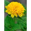 Kép 4/5 - Helianthus decapetalus 'Soleil d'Or' – Sokvirágú napraforgó