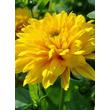 Kép 5/5 - Helianthus decapetalus 'Soleil d'Or' – Sokvirágú napraforgó