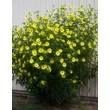Kép 3/6 - Helianthus 'Lemon Queen' - Napraforgó