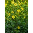 Kép 5/6 - Helianthus 'Lemon Queen' - Napraforgó
