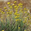 Kép 4/6 - Helichrysum italicum – Olasz szalmagyopár (curryfű)