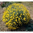 Kép 3/6 - Helichrysum italicum – Olasz szalmagyopár (curryfű)