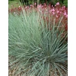 Kép 3/5 - Helictotrichon sempervirens 'Saphirsprudel' - Örökzöld zabfű lombozata