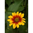 Kép 2/4 - Heliopsis helianthoides 'Burning Hearts' – Napszemvirág - képek rendelés vásárlás a Megyeri Szabolcs Kertészeti webáruházban.