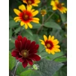 Kép 1/4 - Heliopsis helianthoides 'Burning Hearts' – Napszemvirág