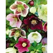 Kép 1/2 - Helleborus orientalis - Keleti hunyor