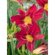 Kép 4/6 - Hemerocallis 'Galena Holiday' – Sásliliom