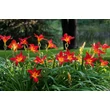 Kép 2/6 - Hemerocallis 'Galena Holiday' – Sásliliom