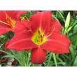 Kép 6/6 - Hemerocallis 'Galena Holiday' – Sásliliom