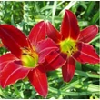 Kép 3/6 - Hemerocallis 'Galena Holiday' – Sásliliom