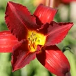 Kép 5/6 - Hemerocallis 'Galena Holiday' – Sásliliom