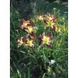 Kép 2/6 - Hemerocallis 'Applique' – Sásliliom