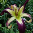 Kép 3/6 - Hemerocallis 'Applique' – Sásliliom