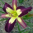 Kép 4/6 - Hemerocallis 'Applique' – Sásliliom