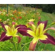 Kép 6/6 - Hemerocallis 'Applique' – Sásliliom