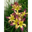 Kép 5/6 - Hemerocallis 'Applique' – Sásliliom