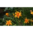 Kép 3/6 - Hemerocallis 'Bandolero' – Sásliliom