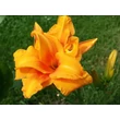 Kép 4/6 - Hemerocallis 'Bandolero' – Sásliliom