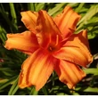 Kép 5/6 - Hemerocallis 'Bandolero' – Sásliliom